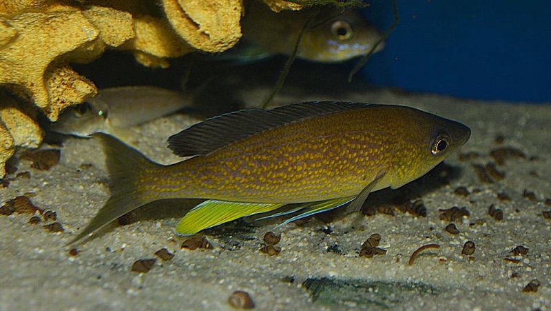 Cyprichromis pavo 'Kantalamba'